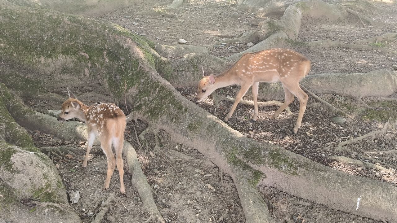 Dos ciervos jovenes entre raices de arboles en Nara Park