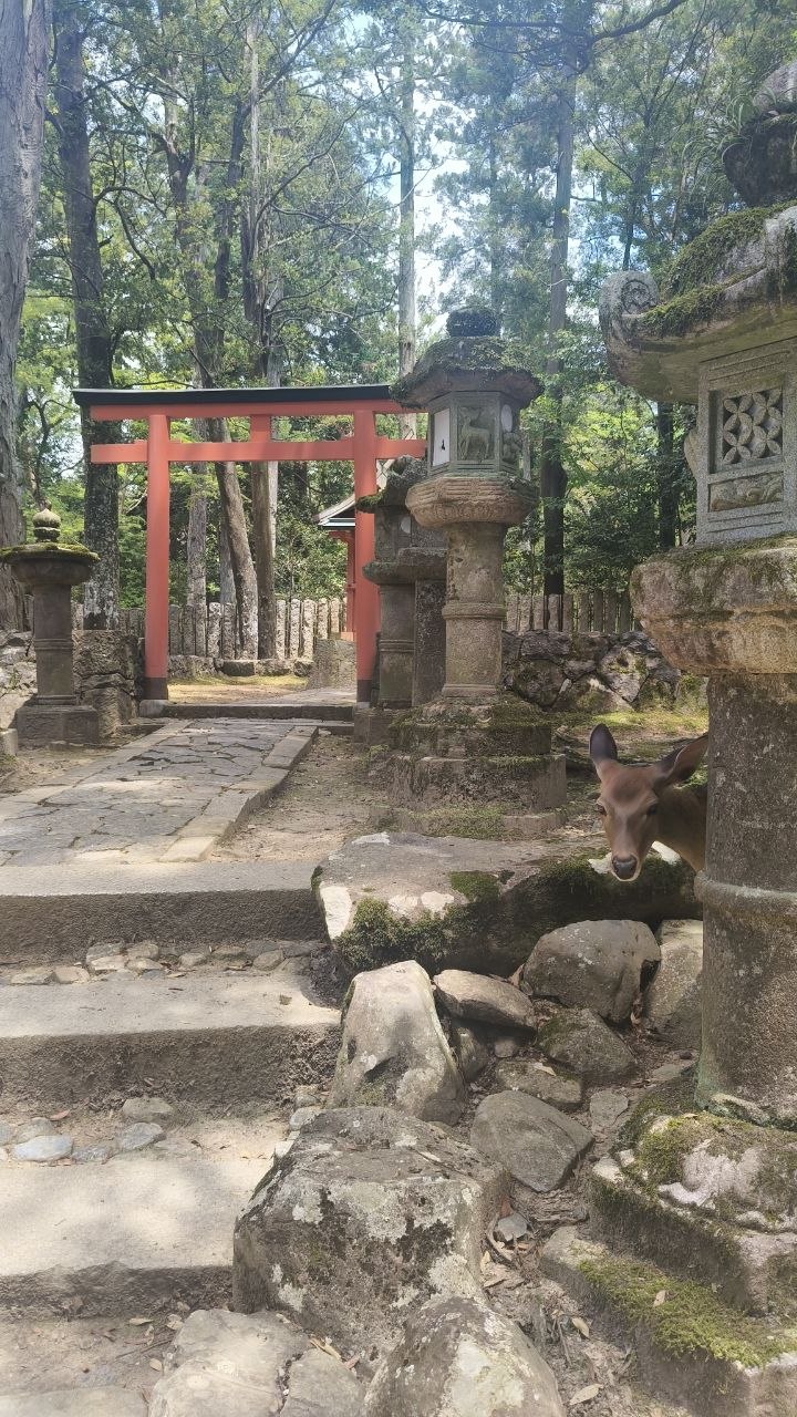 Torii rojo entre faroles de piedra y un ciervo asomado en Nara