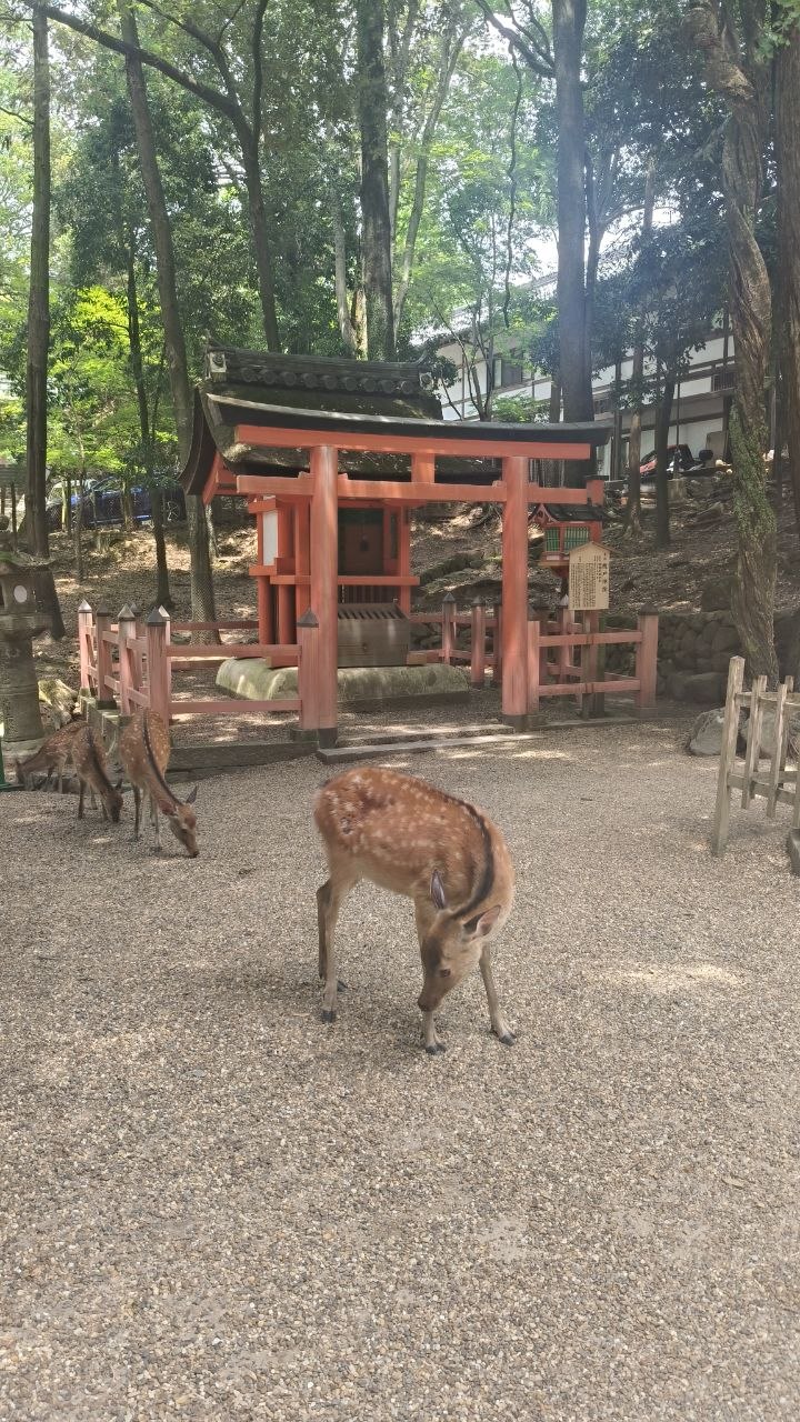 Ciervos caminando ante un pequeno santuario rojo en Nara