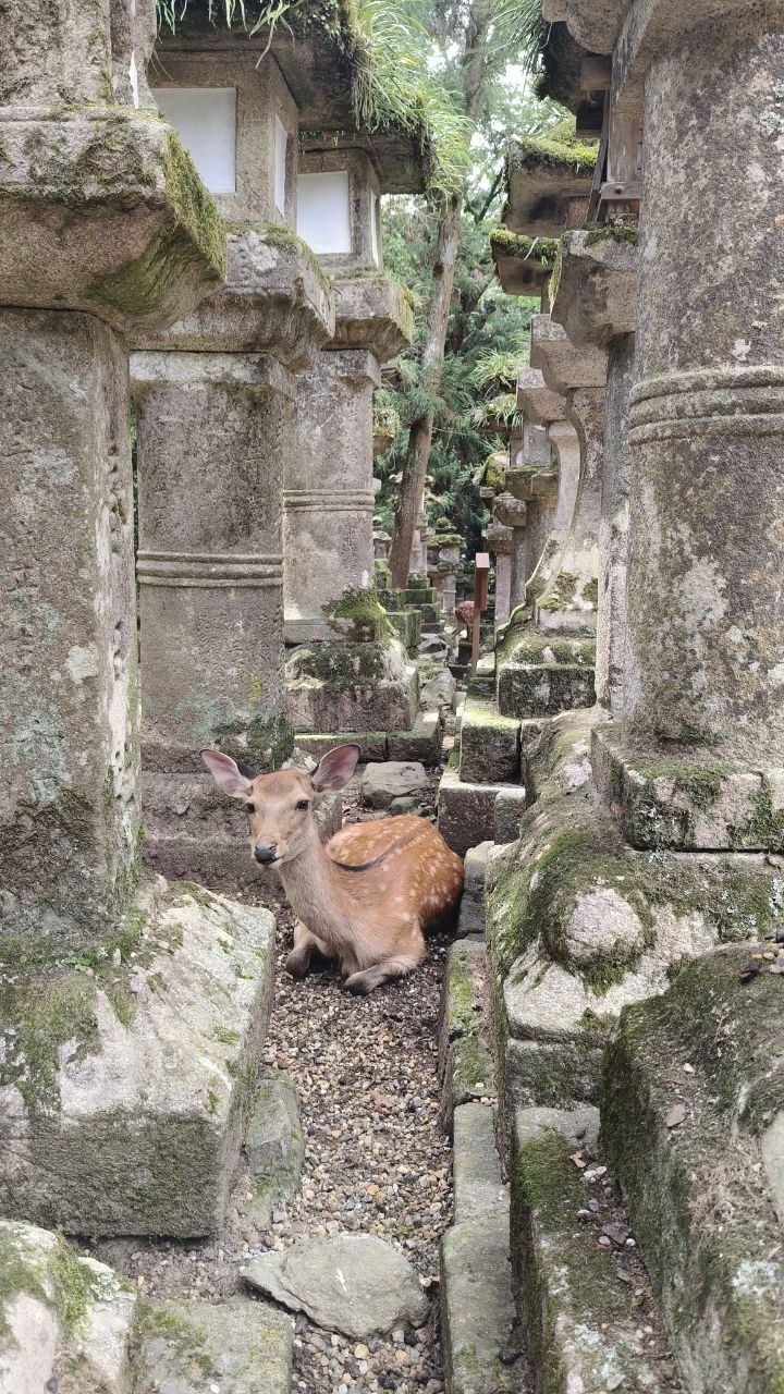 Ciervo descansando entre faroles de piedra cubiertos de musgo en Nara