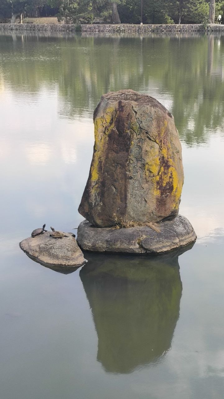 Estanque de Nara con roca grabada y tortugas tomando el sol