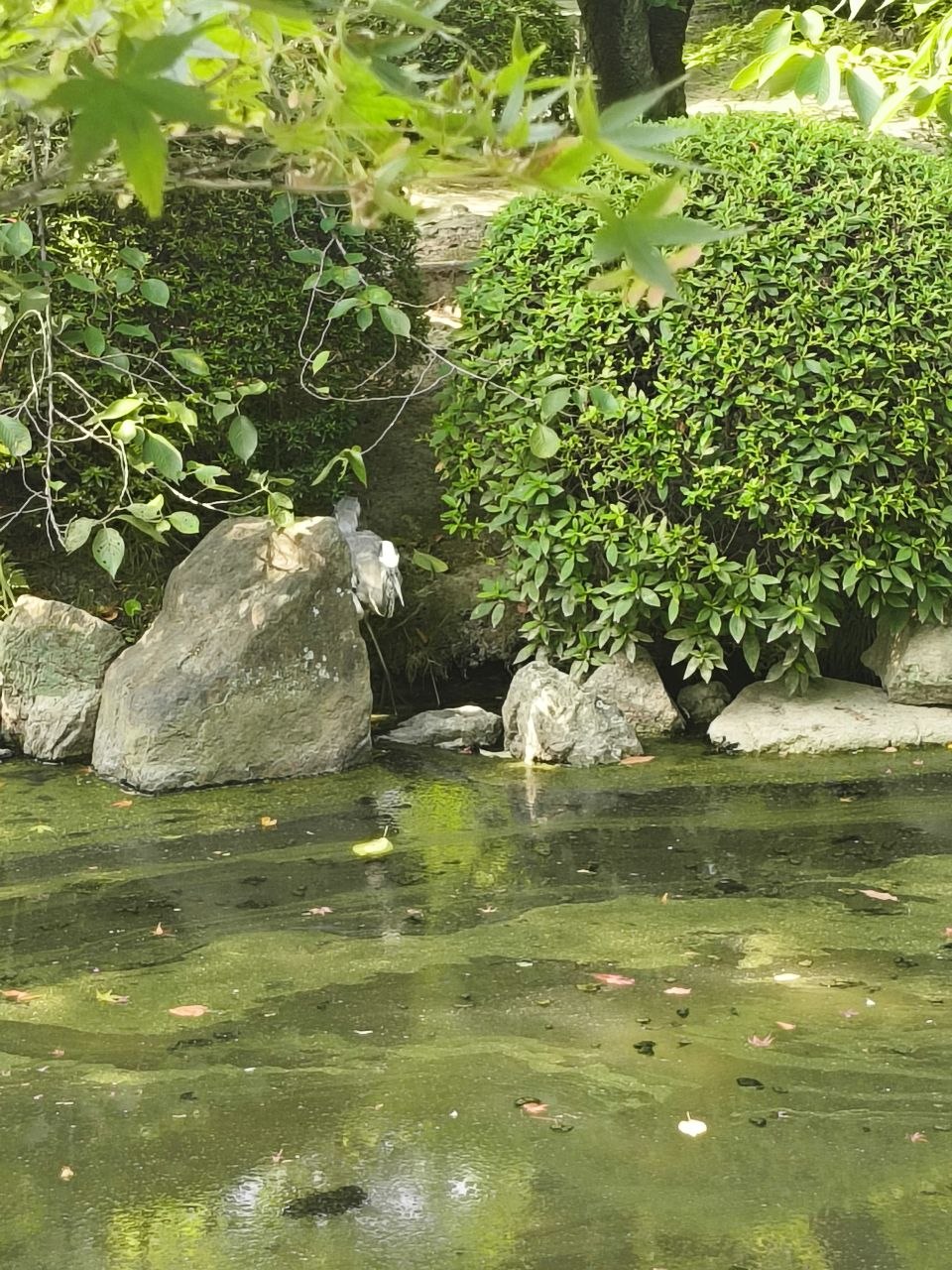 Garza junto al estanque de To-ji entre rocas y arbustos